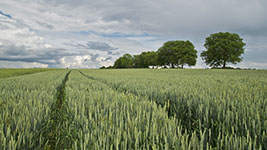 A vast green field with a path leading through it, surrounded by trees and a cloudy sky.