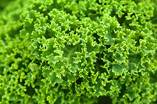 Close-up of fresh green lettuce leaves