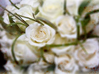 Close-up of white roses bouquet